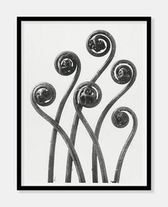 adiantum pedatu  |  KARL BLOSSFELDT - decoARTE