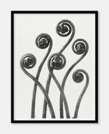 adiantum pedatu  |  KARL BLOSSFELDT - decoARTE