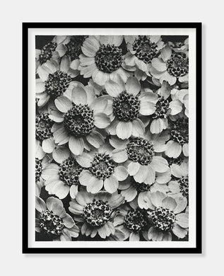 achillea clypeolata  |  RØLLIKE  |  KARL BLOSSFELDT - decoARTE