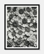 achillea clypeolata  |  RØLLIKE  |  KARL BLOSSFELDT - decoARTE