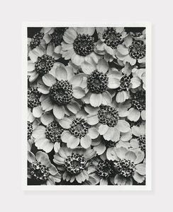achillea clypeolata  |  RØLLIKE  |  KARL BLOSSFELDT - decoARTE