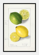 Indlæs billede til gallerivisning citroner  |  ELLEN ISHAM SCHUTT - decoARTE

