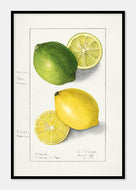 citroner  |  ELLEN ISHAM SCHUTT - decoARTE