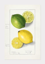 Indlæs billede til gallerivisning citroner  |  ELLEN ISHAM SCHUTT - decoARTE
