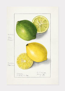 citroner  |  ELLEN ISHAM SCHUTT - decoARTE