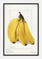 bananer  |  ELLEN ISHAM SCHUTT - decoARTE