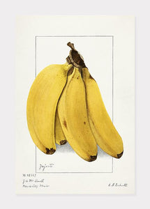 bananer  |  ELLEN ISHAM SCHUTT - decoARTE