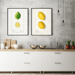 citroner  |  ELLEN ISHAM SCHUTT - decoARTE