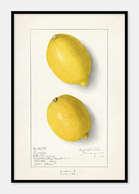 citroner  |  ELLEN ISHAM SCHUTT - decoARTE