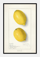 citroner  |  ELLEN ISHAM SCHUTT - decoARTE