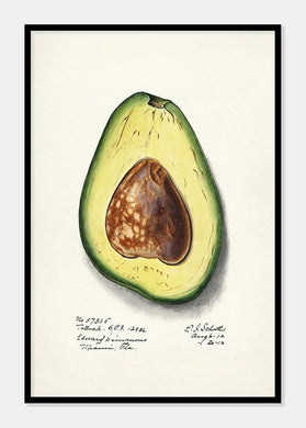 avocado  |  ELLEN ISHAM SCHUTT - decoARTE