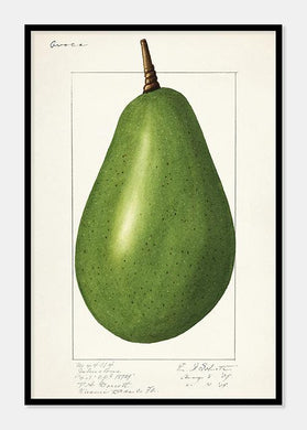 avocado  |  ELLEN ISHAM SCHUTT - decoARTE
