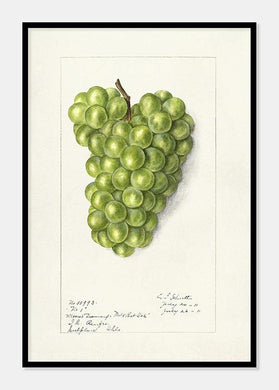 vindruer  |  ELLEN ISHAM SCHUTT - decoARTE