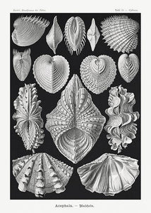 muslinger  |  ERNST HAECKEL - decoARTE