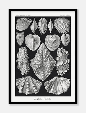 muslinger  |  ERNST HAECKEL - decoARTE