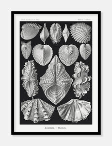 muslinger  |  ERNST HAECKEL - decoARTE