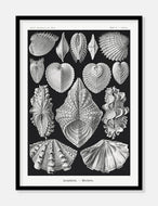 muslinger  |  ERNST HAECKEL - decoARTE