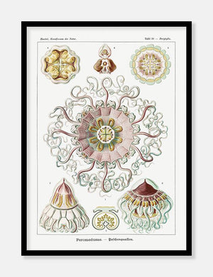 gobler  |  ERNST HAECKEL - decoARTE