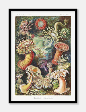 koraller  |  ERNST HAECKEL - decoARTE
