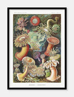 koraller  |  ERNST HAECKEL - decoARTE