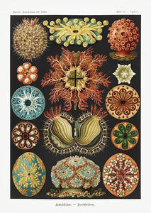koraller  |  ERNST HAECKEL - decoARTE