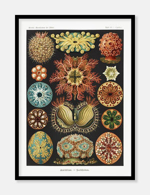 koraller  |  ERNST HAECKEL - decoARTE