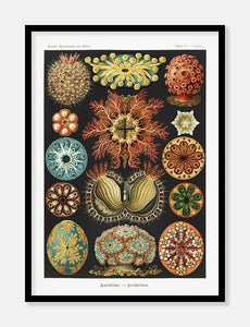 koraller  |  ERNST HAECKEL - decoARTE