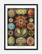 koraller  |  ERNST HAECKEL - decoARTE