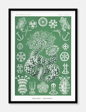 Indlæs billede til gallerivisning sødyr  |  ERNST HAECKEL - decoARTE
