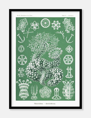 sødyr  |  ERNST HAECKEL - decoARTE
