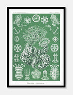 sødyr  |  ERNST HAECKEL - decoARTE
