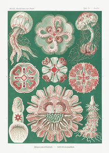 gobler  |  ERNST HAECKEL - decoARTE