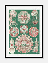 Indlæs billede til gallerivisning gobler  |  ERNST HAECKEL - decoARTE
