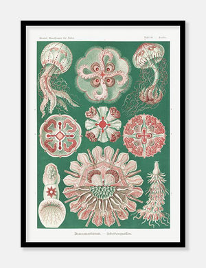 gobler  |  ERNST HAECKEL - decoARTE