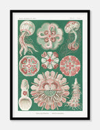 gobler  |  ERNST HAECKEL - decoARTE