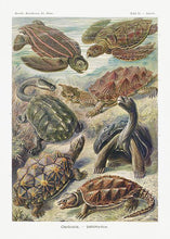 Indlæs billede til gallerivisning havskildpadder  |  ERNST HAECKEL - decoARTE
