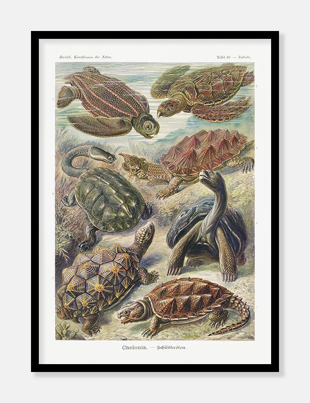 havskildpadder  |  ERNST HAECKEL - decoARTE