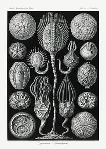 søpindsvin  |  ERNST HAECKEL - decoARTE
