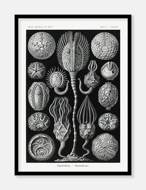 søpindsvin  |  ERNST HAECKEL - decoARTE