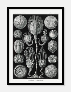 søpindsvin  |  ERNST HAECKEL - decoARTE