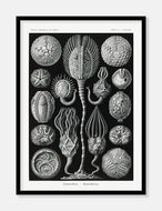 søpindsvin  |  ERNST HAECKEL - decoARTE