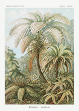 Indlæs billede til gallerivisning palmer  |  ERNST HAECKEL - decoARTE
