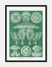 Indlæs billede til gallerivisning gobler  |  ERNST HAECKEL - decoARTE
