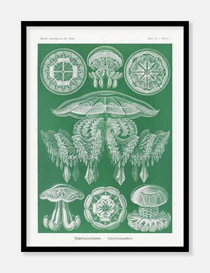 gobler  |  ERNST HAECKEL - decoARTE