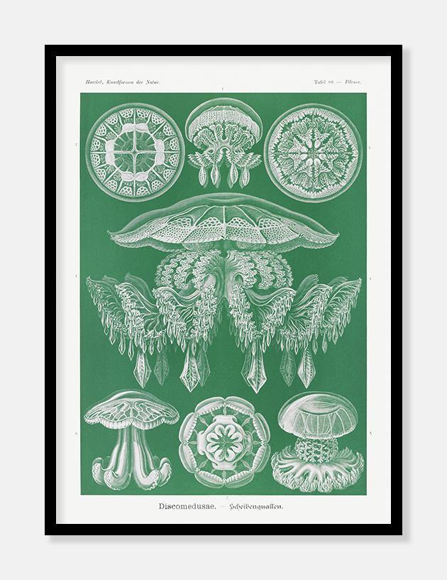 gobler  |  ERNST HAECKEL - decoARTE