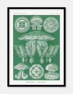 gobler  |  ERNST HAECKEL - decoARTE