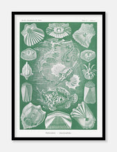 Indlæs billede til gallerivisning havdyr  |  ERNST HAECKEL - decoARTE
