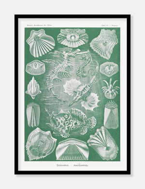 havdyr  |  ERNST HAECKEL - decoARTE