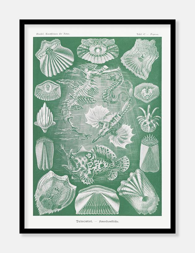 havdyr  |  ERNST HAECKEL - decoARTE