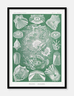 havdyr  |  ERNST HAECKEL - decoARTE